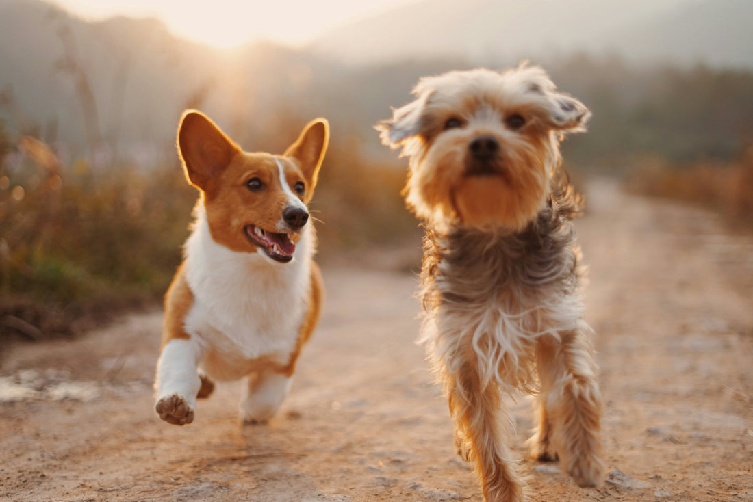 dogs grooming natural