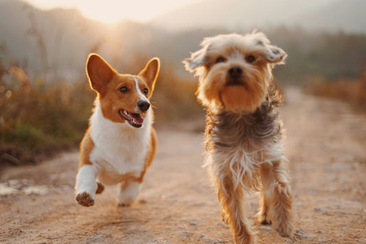 dogs grooming natural