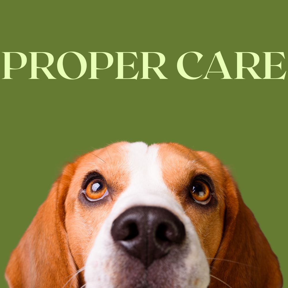 Everyday Pet Care, Done Properly: Inside the Tails of Glory Care Range