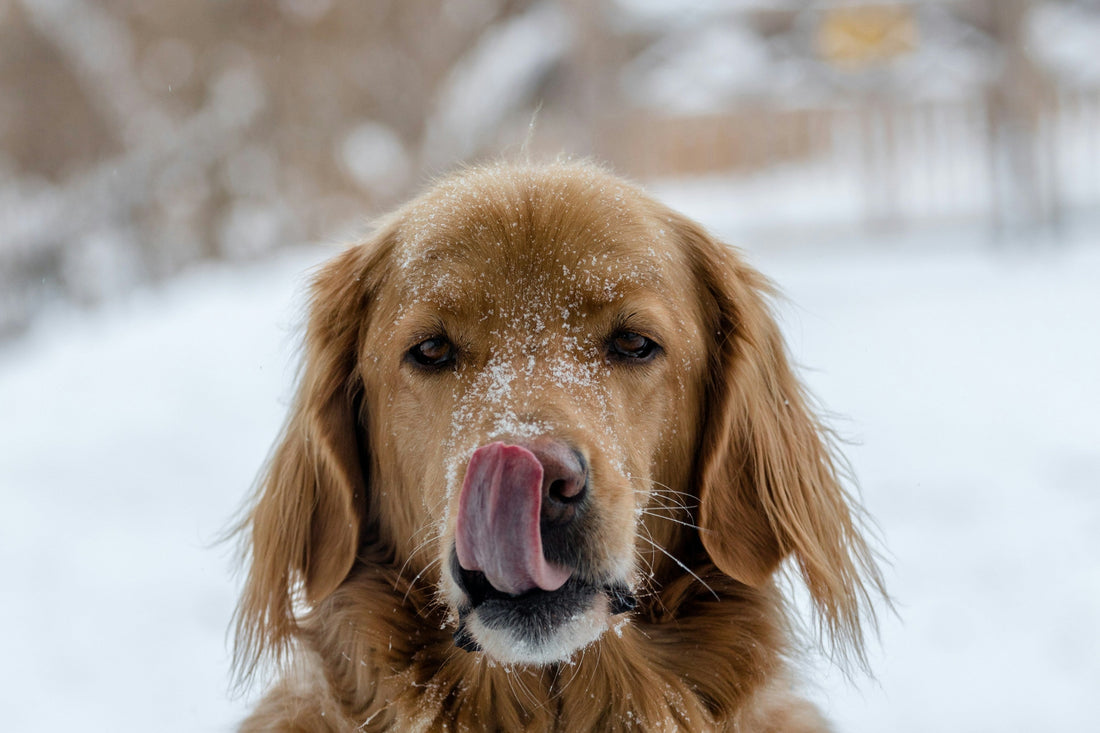 👉 It’s -6°C: How to Protect Your Dog’s Paws and Nose This Winter