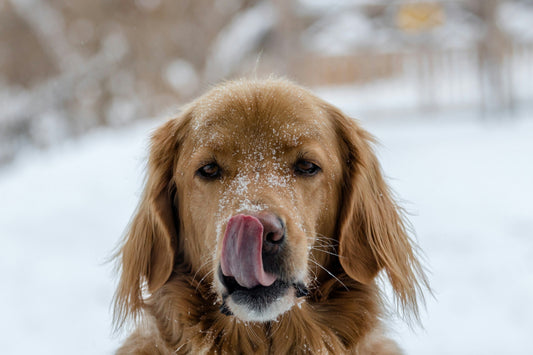 👉 It’s -6°C: How to Protect Your Dog’s Paws and Nose This Winter