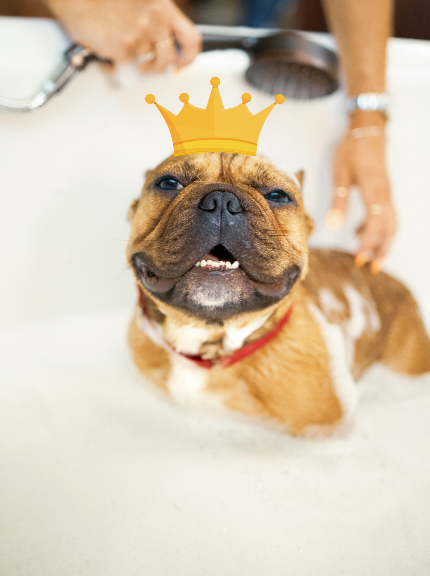 Royal Pet Bath
