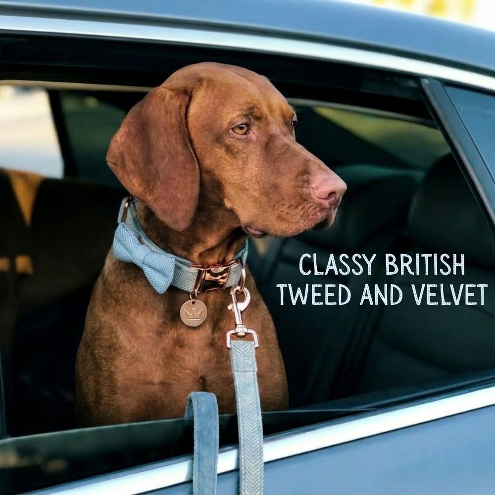 Blue Tweed and Velvet Bow Set