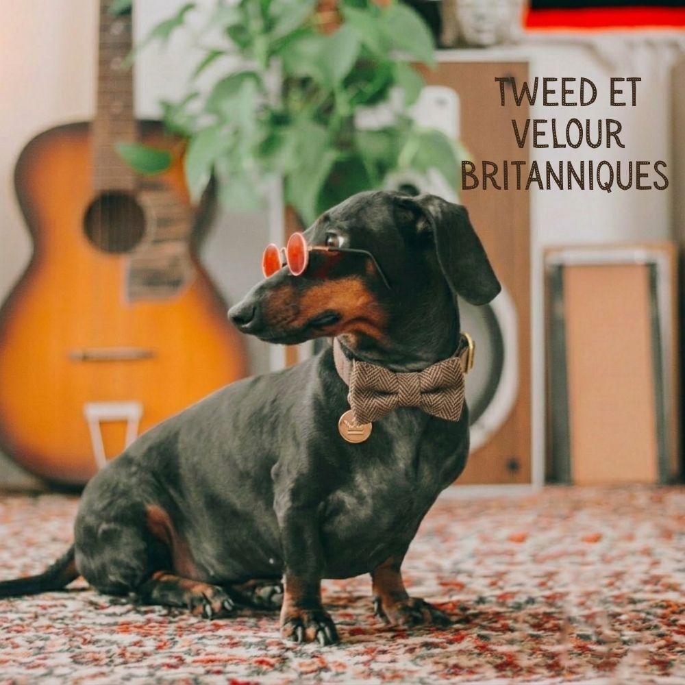 Ensemble de nœuds en tweed marron et velours