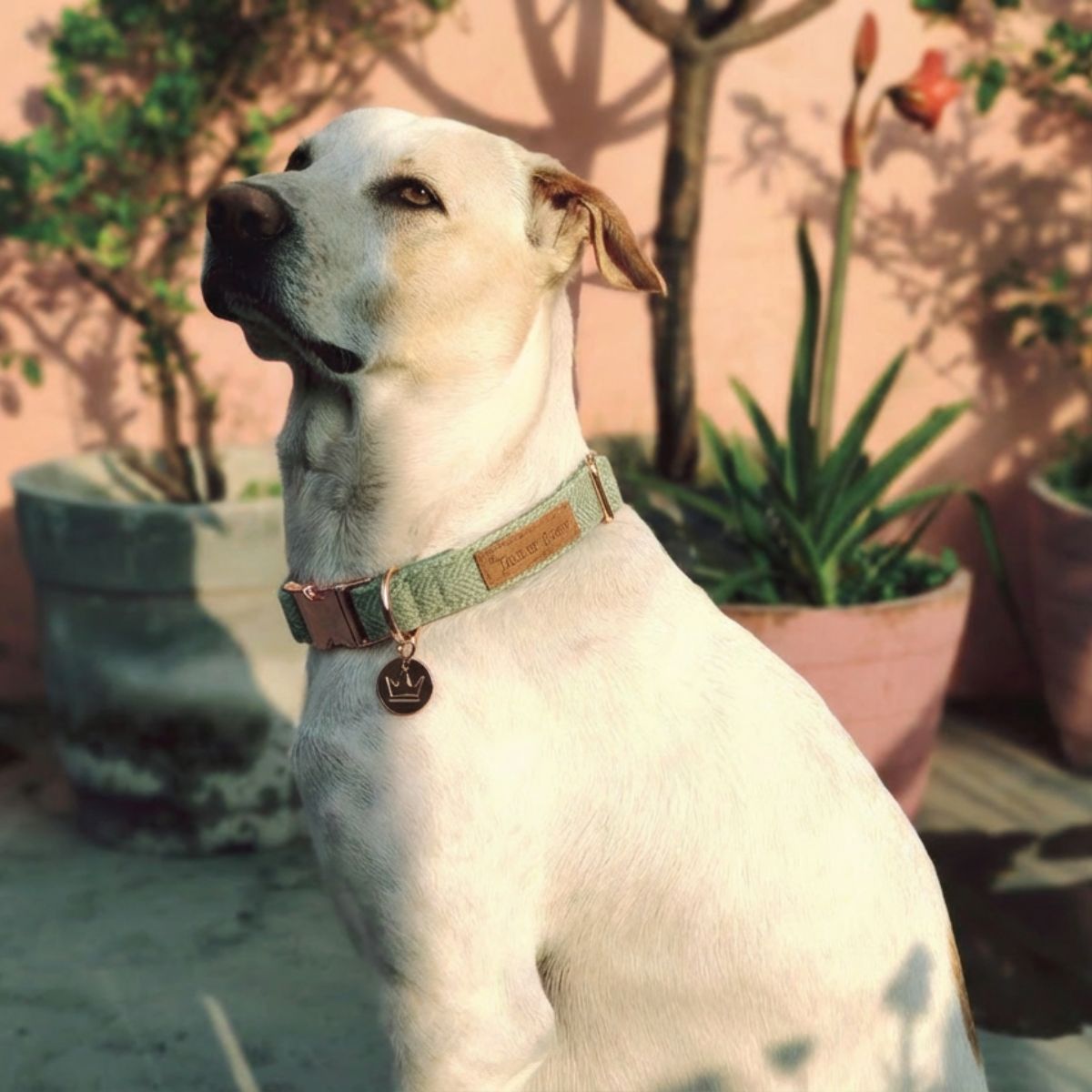 Dog Collar, Pouch and Lead Set - Green Tweed & Velvet