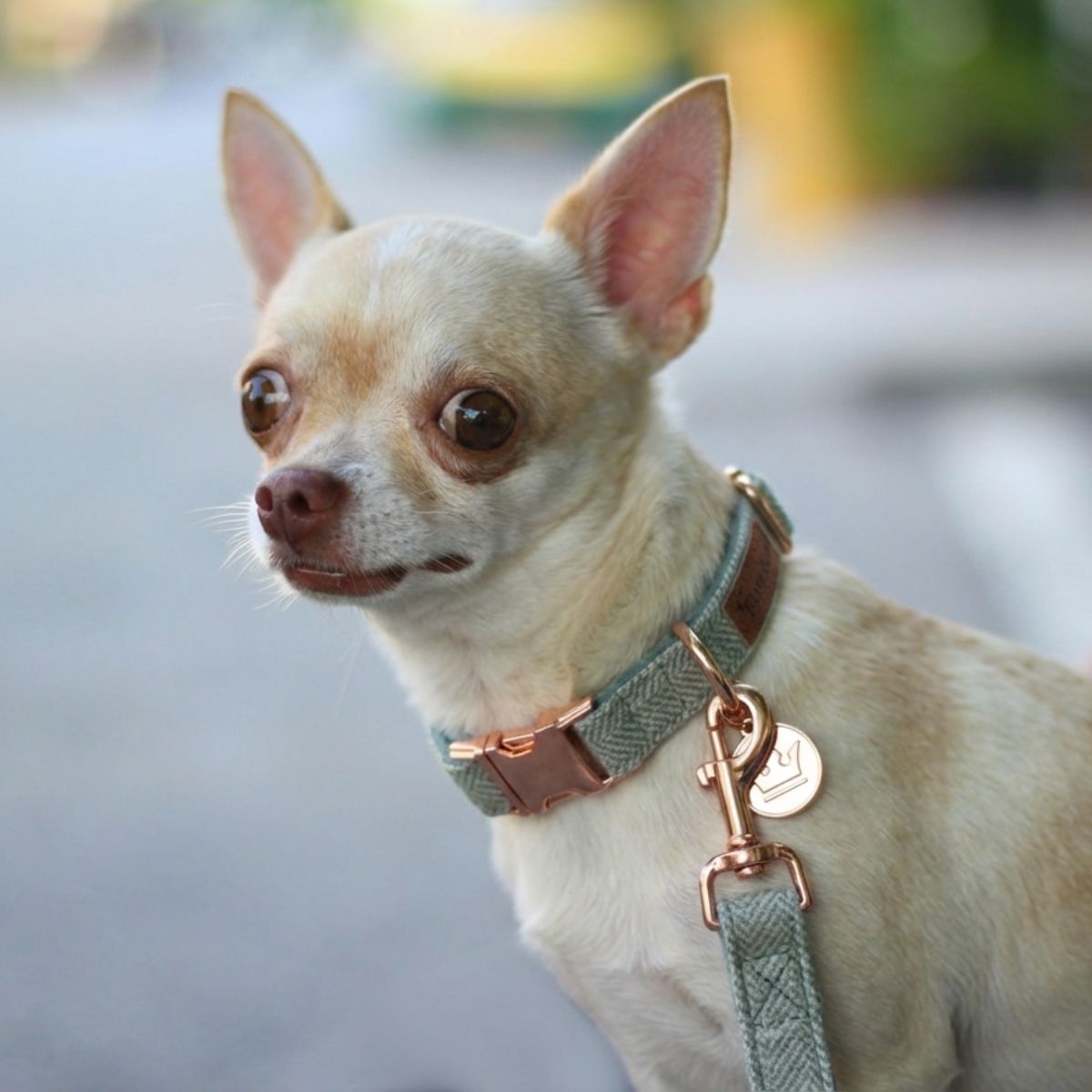 Dog Collar, Pouch and Lead Set - Green Tweed & Velvet