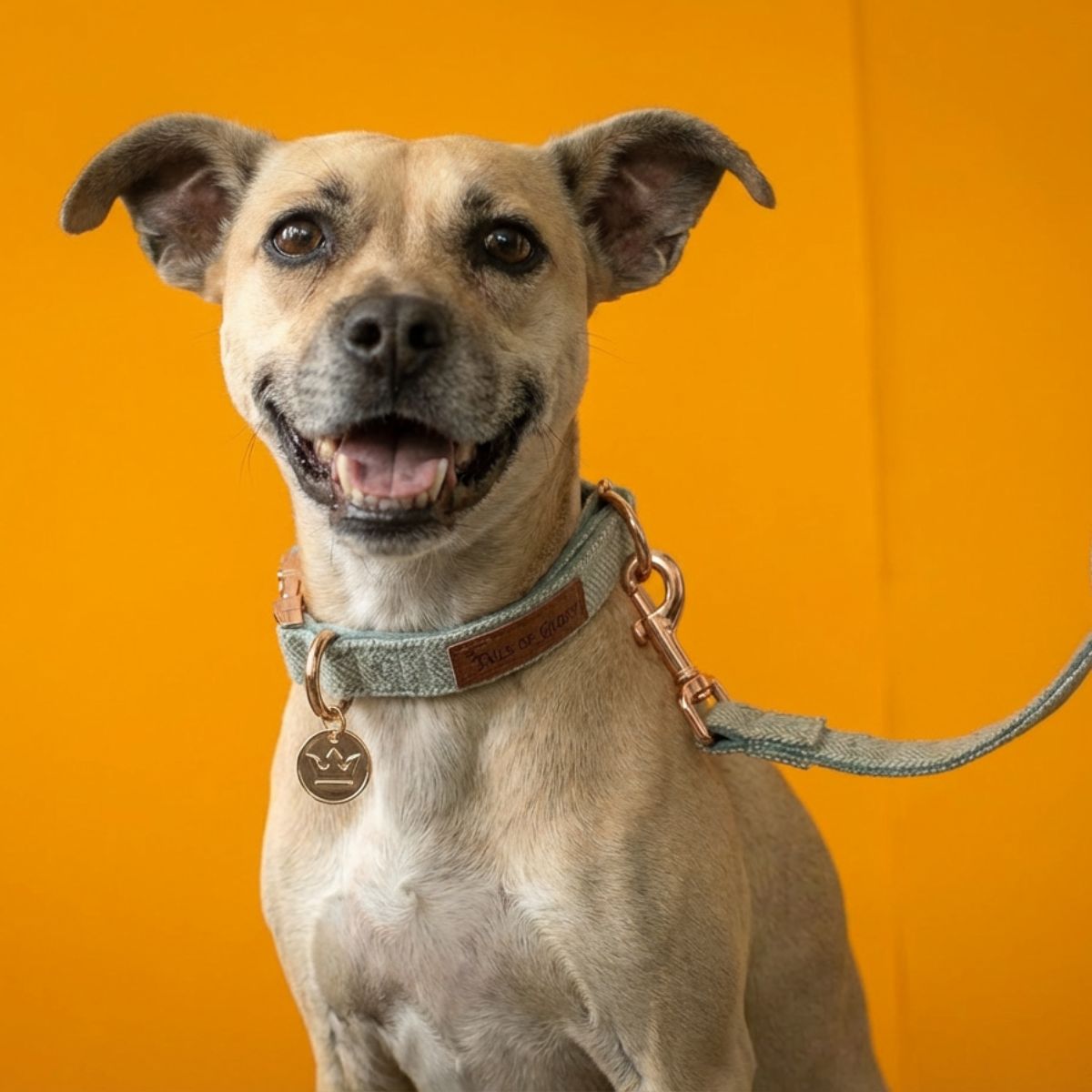 Dog Collar, Pouch and Lead Set - Green Tweed & Velvet