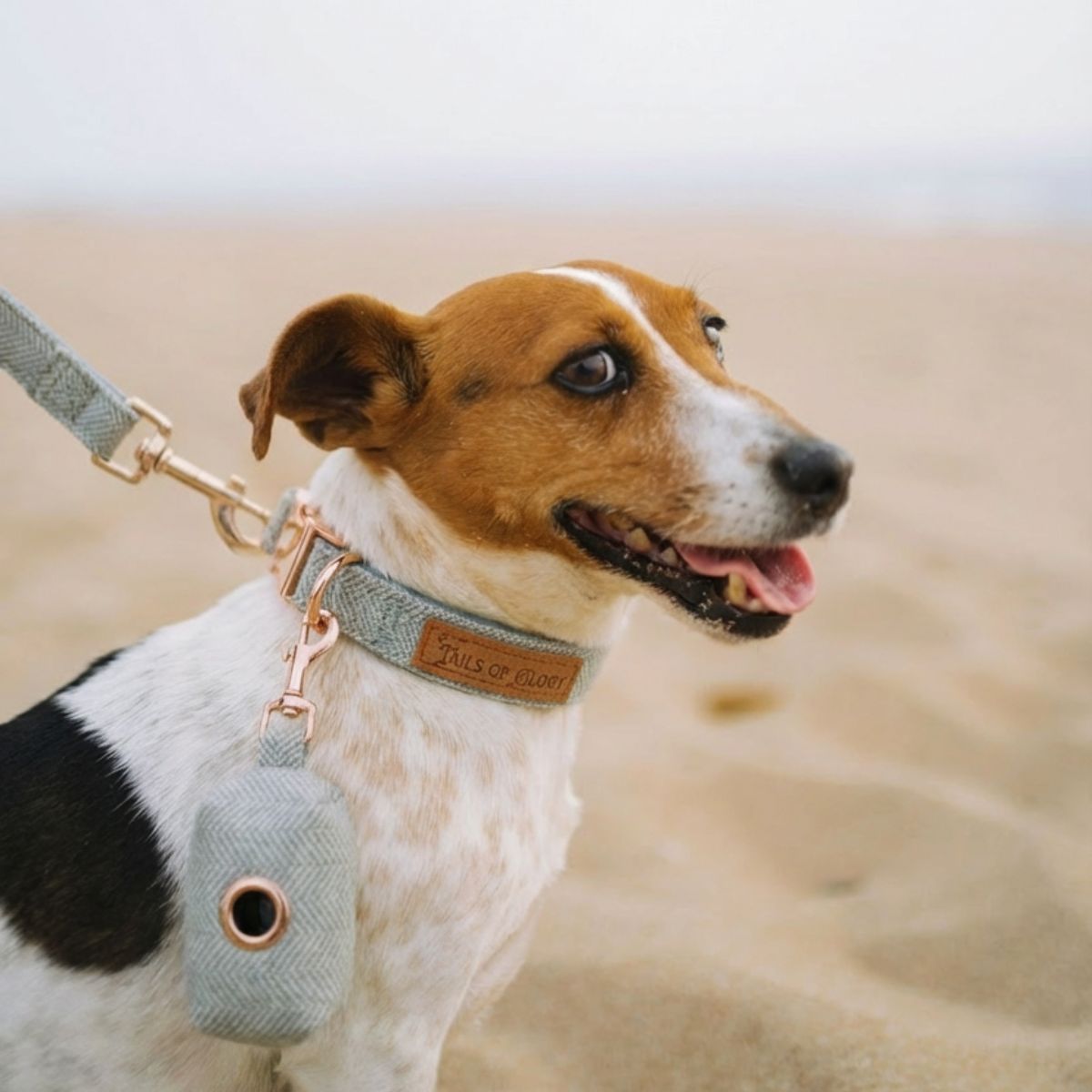 Dog Collar, Pouch and Lead Set - Blue Tweed & Velvet