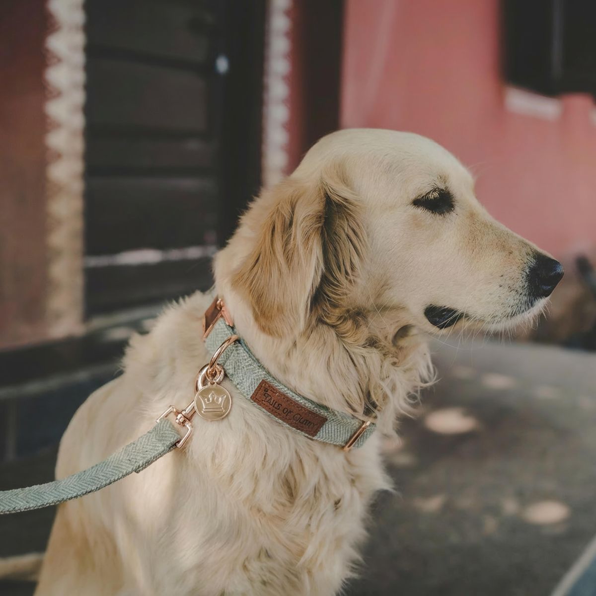 Dog Collar, Pouch and Lead Set - Green Tweed & Velvet