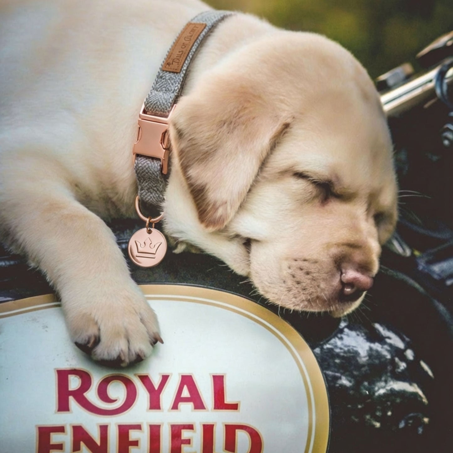 Dog Collar, Pouch and Lead Set - Brown Tweed & Velvet