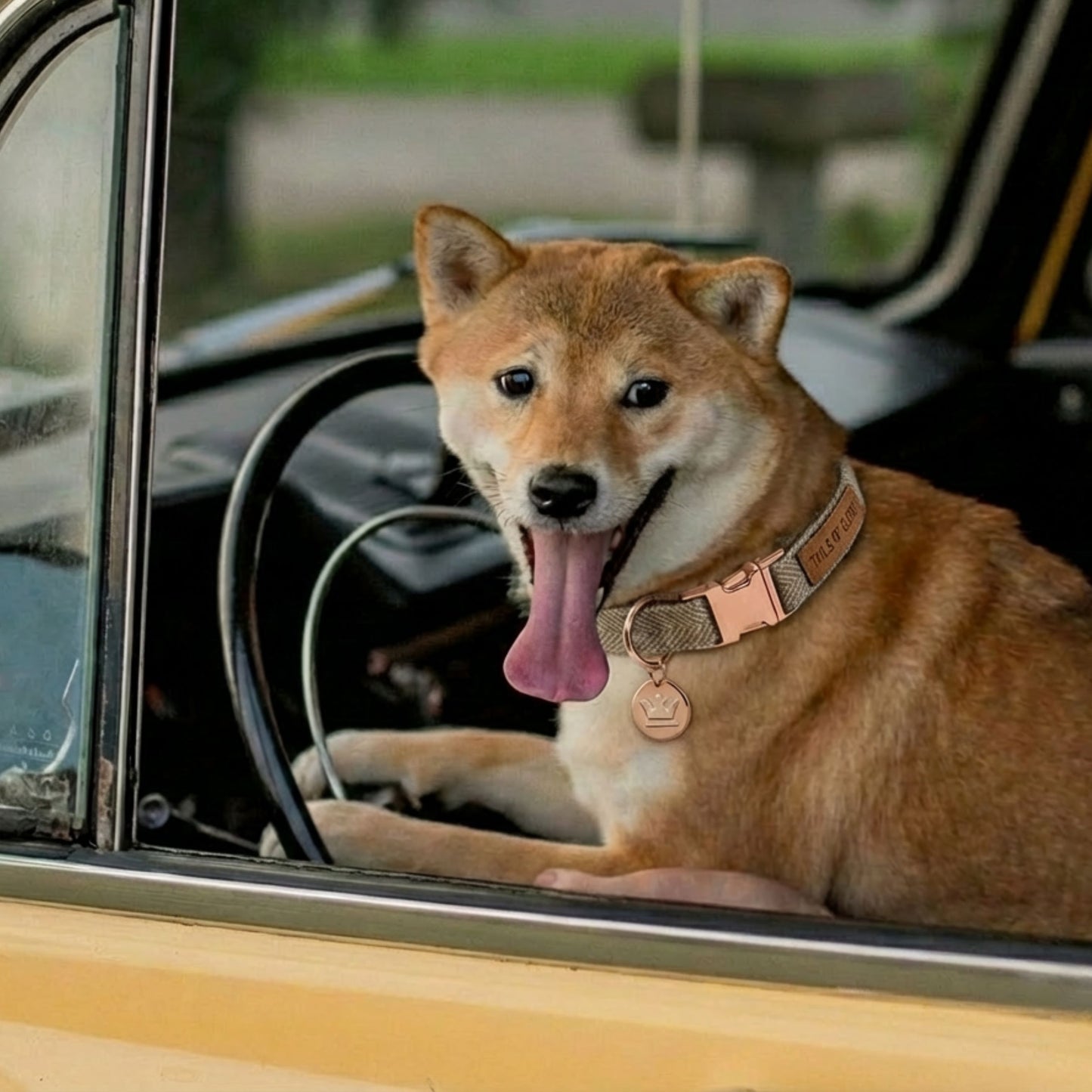 Dog Collar, Pouch and Lead Set - Brown Tweed & Velvet