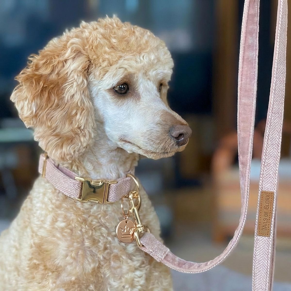 Ensemble Collier, Pochette et Laisse pour chien - Tweed Rose et Velours