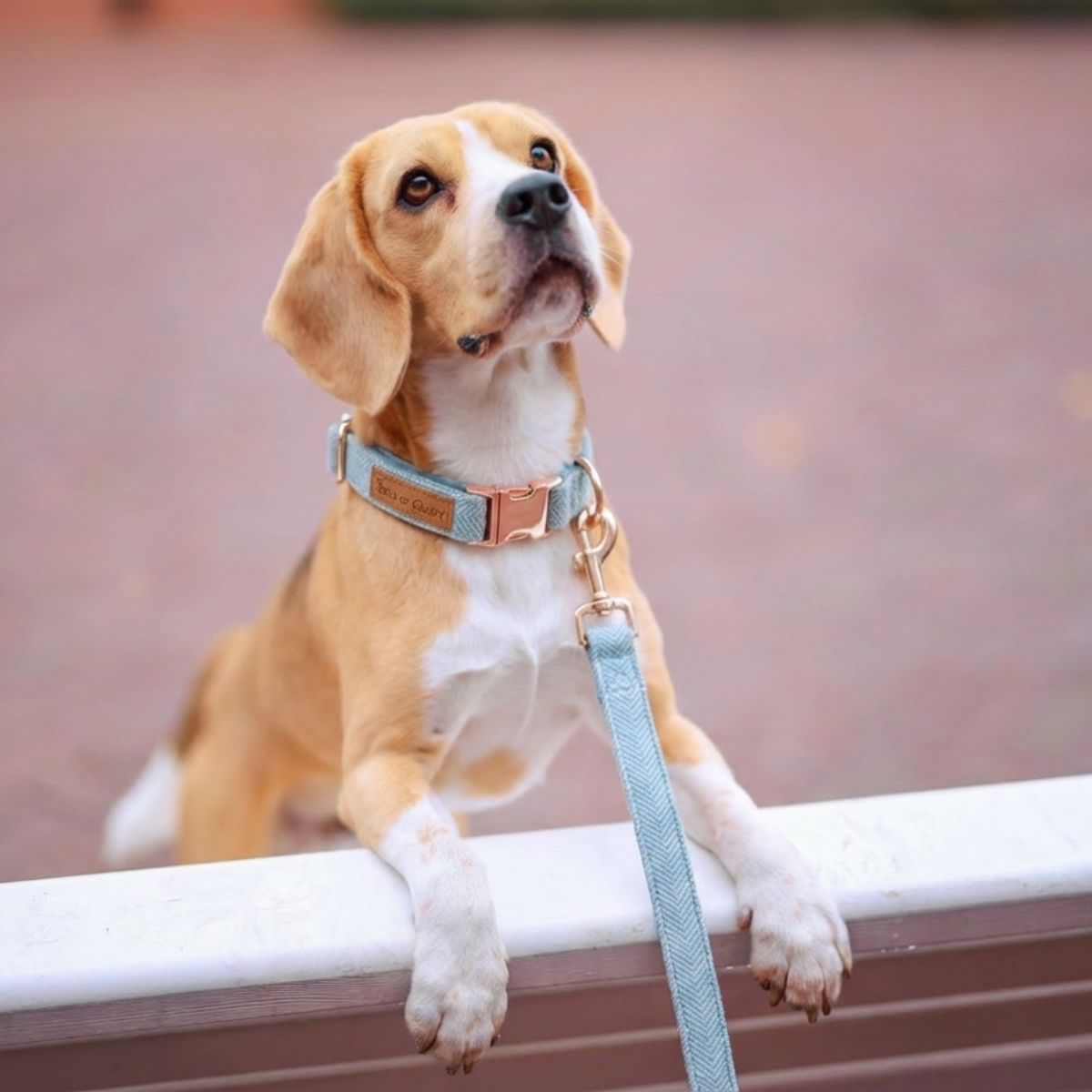 Ensemble collier, pochette et laisse pour chien - Tweed bleu et velours