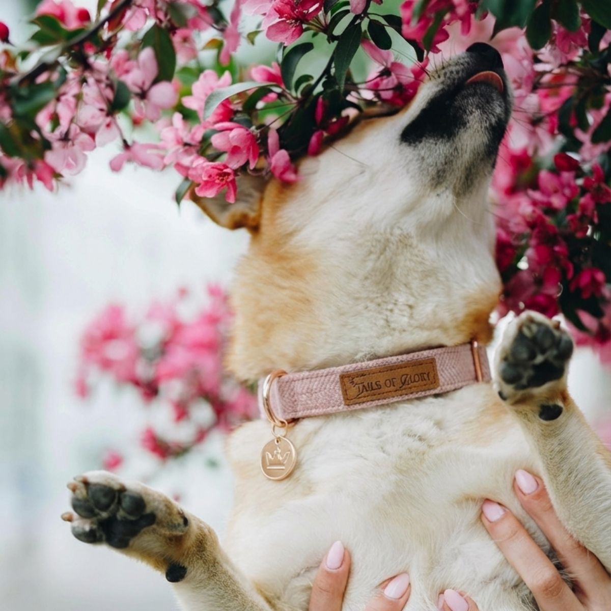 Ensemble Collier, Pochette et Laisse pour chien - Tweed Rose et Velours