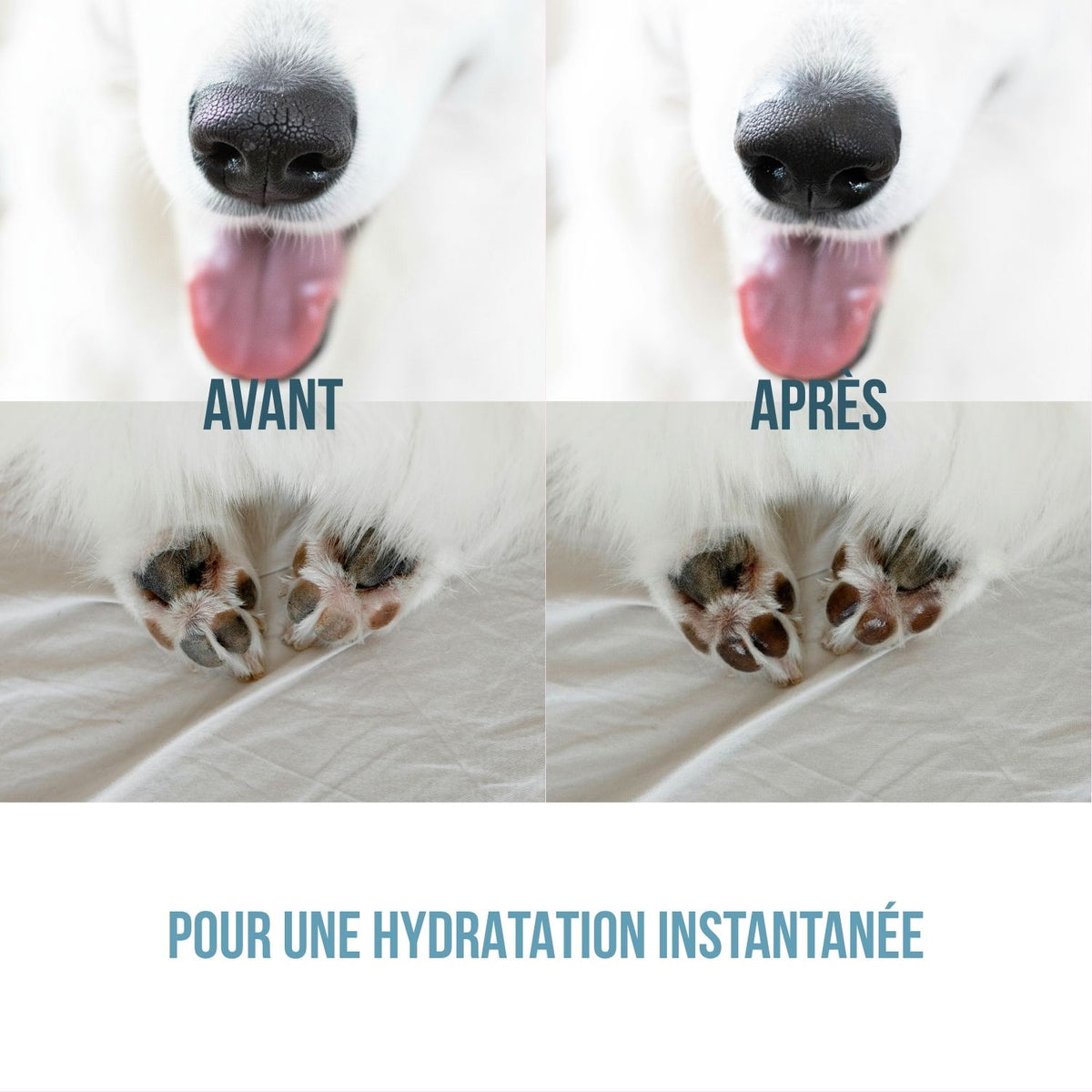 Baume Botanique pour Chien en Stick 30 g